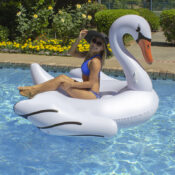 83677LSJumboSwan03RGB800px